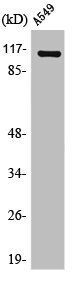 PPFIBP1 Antibody