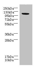 PPFIBP2 Antibody