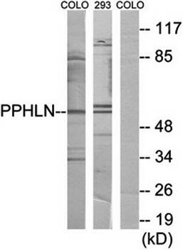 PPHLN antibody
