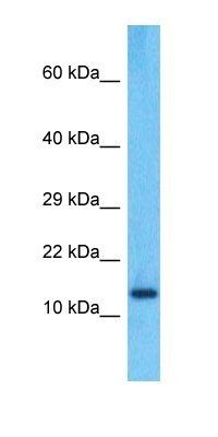PPIAL4C antibody