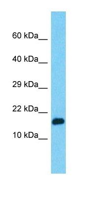 PPIAL4G antibody