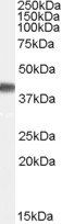 Goat anti-PPID / CyP-40 Antibody