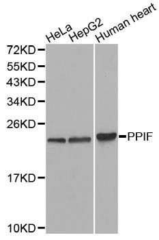 PPIF antibody