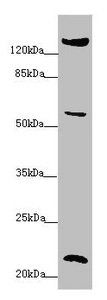 PPIF antibody