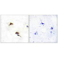 PPIF Antibody
