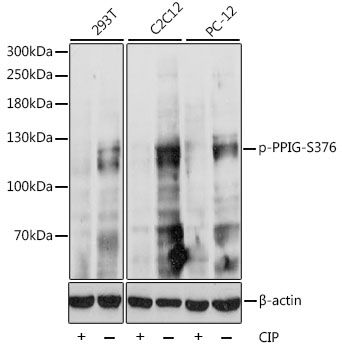 PPIG (Phospho-S376) antibody