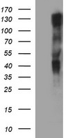 PPIL3 Antibody