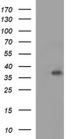PPIL3 Antibody