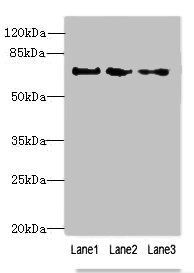 PPIL4 Antibody