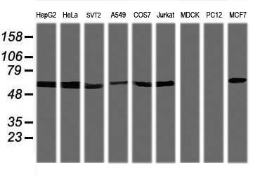 PPIL6 antibody