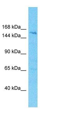 PPIP5K1 antibody