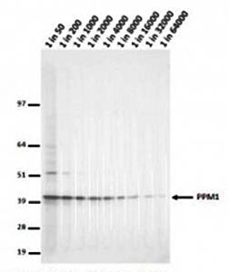 PPM1 antibody