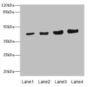 PPM1A Antibody