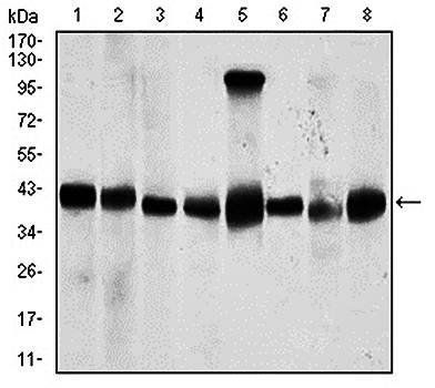 PPM1A Antibody