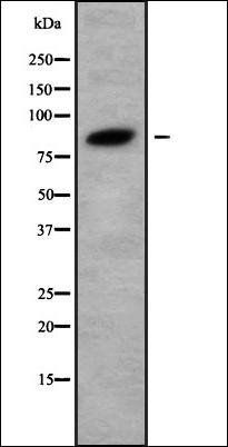 PPM1E antibody
