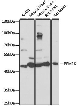 PPM1K antibody