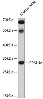 PPM1M antibody