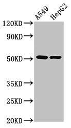 PPOX Antibody