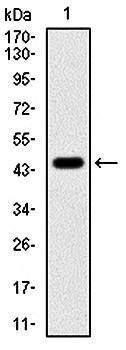 PPP1CA Antibody