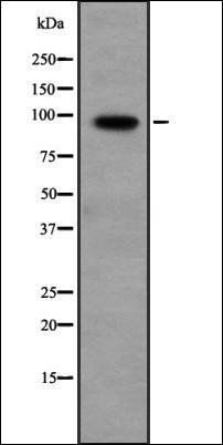 PPP1R10 antibody