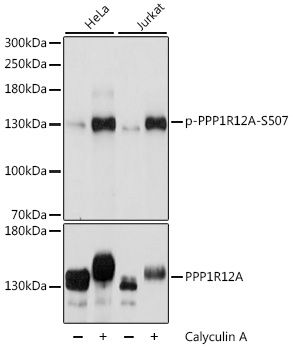 PPP1R12A (Phospho-S507) antibody