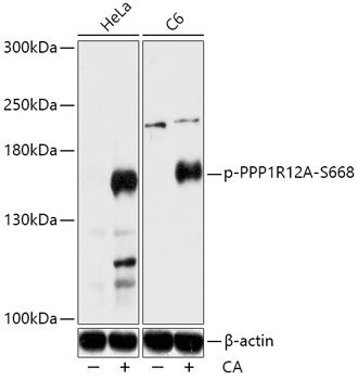 PPP1R12A (Phospho-S668) antibody