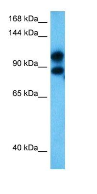 PPP1R12B antibody