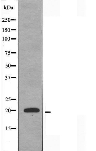 PPP1R14C antibody