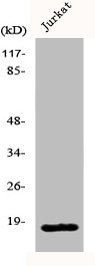 PPP1R14C Antibody