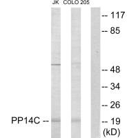 PPP1R14C antibody