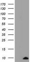 PPP1R7 antibody