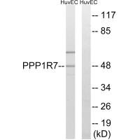 PPP1R7 antibody