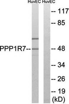 PPP1R7 antibody