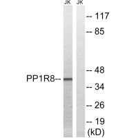 PPP1R8 antibody