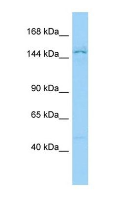 PPP1R9A antibody