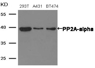 PPP2CA antibody
