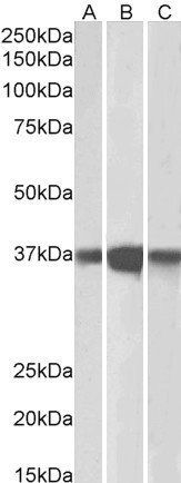 Goat anti-PPP2CA / PPP2CB Antibody