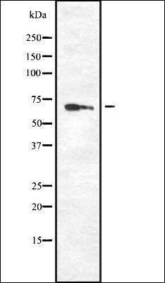 PPP2R1A antibody