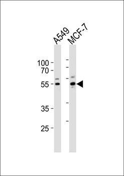 PPP2R2C antibody