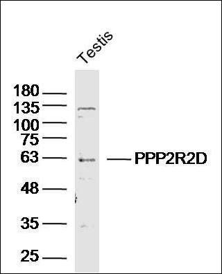 PPP2R2D antibody