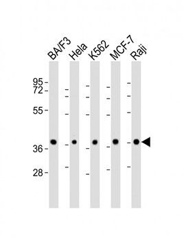 PPP2R4 antibody