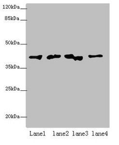PTPA Antibody