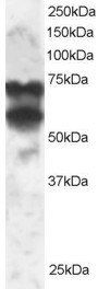 Goat anti-PPP2R5D Antibody