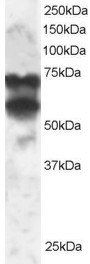 PPP2R5D antibody