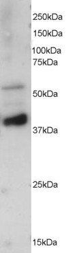 Goat anti-PPP2R5E Antibody