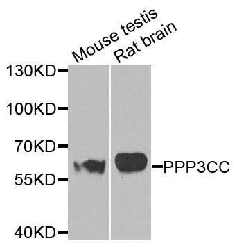 PPP3CC antibody