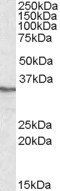 Goat anti-PPP4C Antibody
