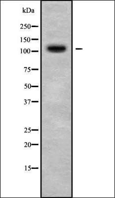 PPP4R1 antibody