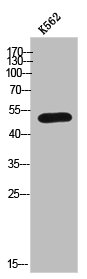 PPP4R2 Antibody