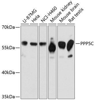 PPP5C antibody